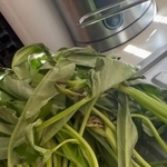 冷蔵庫から空芯菜を取り出したら中からカエルが／ちぃさきさん（@shintotosakina）提供