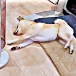 夢の中で走ってる？寝ながら全力疾走する柴犬　「めちゃくちゃ走ってる」「犬って前輪駆動だったんだ」「1位だワン」