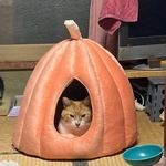 カボチャ型の猫ベッドにこもるうにくん（やーこさん提供）