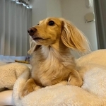 深夜、ベッドからピョンと飛びおりて「お出迎えする」犬さんにキュン…「この子だけ」「健気な子」