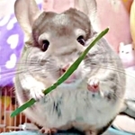 食事シーンが爆笑を誘ったプリンちゃん（画像提供：プリンさん）