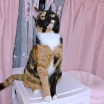 「猫、飼いませんか？」あの日、突然声をかけられて…　車のエンジンルームから救われた子猫の7年後