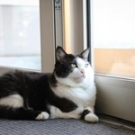 玄関のマットに鎮座し、帰社するドライバーたちを待つふく（撮影／石黒謙吾）