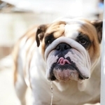 人が手をかけて育てるため人懐っこい性格になる（画像提供：大塚さん）