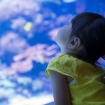 【仙台うみの杜水族館】伝説の「具」が今年も降臨！※画像はイメージです（kai/stock.adobe.com）