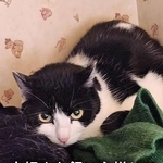 死んだ飼い主を待ち続けた2匹の猫…食べ物も水もない、極寒の部屋に取り残され→命を救った緊迫レスキュー