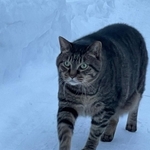 人間も道譲るほどの貫禄があったとか（飼い主さん提供）