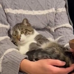 パパのお膝でぬくぬくの元保護猫に「ドヤ顔された」　「国宝級」のお顔に「愛されるために生まれた」