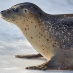 アザラシがフンフン腹筋→今度は、飼育員の足を押さえると…可愛い行動に！