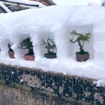 「雪国に住む利点を生かしていけ！」盆栽×雪、日本の冬の風景を粋に生かしたゲリラ盆栽展が話題　山形県鶴岡市から広がる「ツイ盆展」の魅力