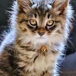 「起・き・て」光り輝くライトで闇に浮かび上がる猫　あまりの迫力に「怖い怖い怖いw」「魔王！！」「ホラーすぎる」と反響