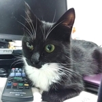 香箱座りがちょっと苦手なヤンヤンくん。でも、元気ならOK！