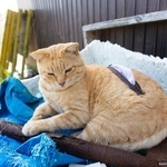 風景に馴染んでいる、ティッシュペーパーホルダーねこ