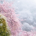 ピンクの花に降り積もる白い雪（画像提供：スカーレット@Photoさん）