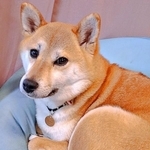 優しげな表情が素敵なゆづちゃん（画像提供：柴犬 ゆづさん）