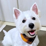 犬の散歩中に拾ったのはまさかの…！？ 得意げにくわえる姿に「絶対いらない！」と飼い主さん絶叫