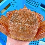 活きのいい毛ガニ（画像提供：荒木鮮魚店 あらきゆうき 【あらっきー】さん）