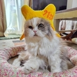 「黒目が取れた」と慌てた18歳　19歳には心筋症に　吐血して寝たきりになってもご飯を催促…21歳で大往生したスコティッシュフォールド