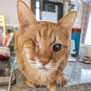 2026年2月のはやてくん。左目に少し濁りがあるもののしっかりした顔つきです