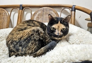 オンリーワンの毛柄で、マニアックな猫好きさんを虜にしている律子ちゃん