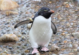 ミナミイワトビペンギン※画像はイメージです（i_love_cavy/stock.adobe.com）