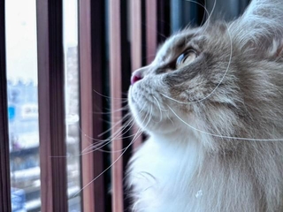 「キッチンには入れない！」徹底が猫を守る（「ねこ大家」さん提供）