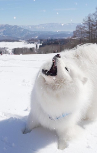 冬こそが「オンシーズン」！！（画像提供：THE DAZS ダッツファミリーCh.さん）