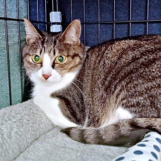 お迎え2日目、緊張した面持ちのルナちゃん（画像提供：yuさん）