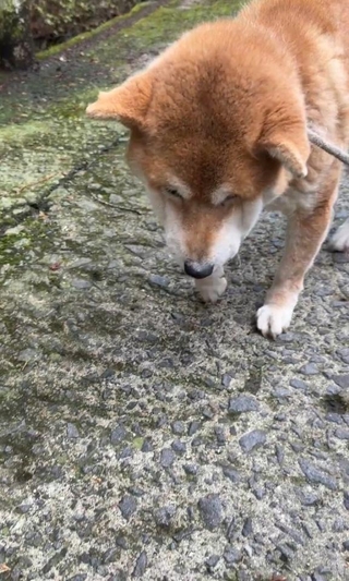しょんぼり…ご飯も喉を通らないひまわりちゃん（「柴桜 三朗太」さん提供、Xよりキャプチャ撮影）