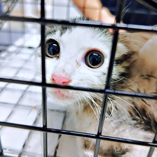 保護時、ゴミ置き場でひとりぼっちだった生後2カ月のグミちゃん（画像提供：山口夏実さん）