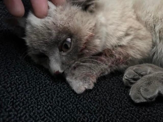 奥さんが受け取ったとき、子猫の体は驚くほど冷たく、硬く感じたという（「にゃんこ先生family」さん提供）