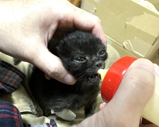 Iさんの支えで力強くミルクを飲むヨルイチくんくん