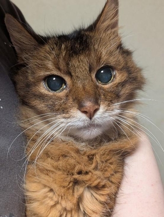 19歳11カ月26日も生きてくれた、ウルくん