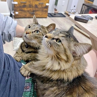 膝上に大集合♡ 飼い主さんを見つめる（手前から）もなかちゃん、おはぎちゃん（画像提供：おはぎともなかと時々オトンさん）