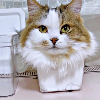 縮尺どうなってるの！？ 箱におさまってくつろぐこむぎくん（画像提供：なごみ処 あずきち＆こむぎさん）