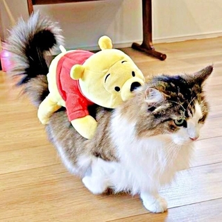 「これぞ、ネコバス！」 ぬいぐるみを背負って歩くシィクくん（画像提供：シィク : 猫アカさん）