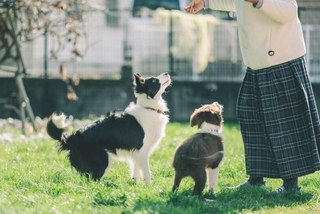 ドックランを年に関係なくワンちゃんたちが楽しめる場を提供したいという（（「GREEN TAIL CAFE」さん提供）