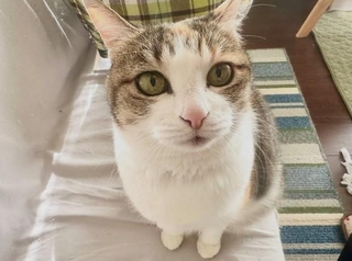 SNSでは、愛猫を美人と称えるなどの安本さんの猫愛にもほっこりさせられる