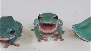 ぴよさんはさまざまな爬虫類を飼育しています（ぴよさん提供）