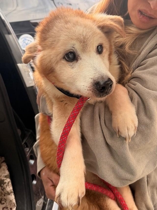 保護された犬たちは、強烈なゴミの臭いが染み付いていたという