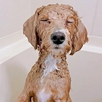 「口元だけ」のはずが…全身丸洗いで別犬に変貌　虚無すぎる表情に「理不尽なり」「諸行無常」