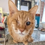 大好きなシーバが食べられない--食道狭窄でほとんど食事ができない15歳トラ猫　回復食で命をつなぐ日々、飼い主の願いは「もう一度バリバリ食べてほしい」