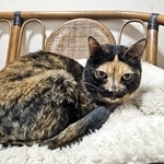 “ほっかむり”しているような毛柄が愛らしいサビ猫　多頭飼育崩壊から救出も、サビ猫は里親が決まりにくい現状