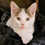 ゴミ捨て場で行き倒れていた猫、余命1週間の宣告から6年　テレビやテーブルを捨てDIYした「猫中心生活」の劇的ビフォーアフター