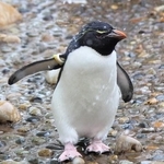 ミナミイワトビペンギン※画像はイメージです（i_love_cavy/stock.adobe.com）