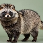 タヌキがうたた寝！？※画像はAIが作成したイメージです（gn8/stock.adobe.com）