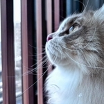 「キッチンには入れない！」徹底が猫を守る（「ねこ大家」さん提供）