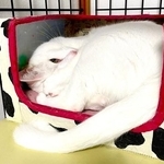 「便利！…アイマスクまでできるのか」猫さんの神ワザに9.4万いいね「機能性100点」