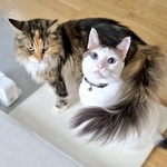 「ここだけは譲れない」マット撤去に対して、猫たちが “座り込み” 　「絶対どかない意志を感じる」「猫のストライキ」