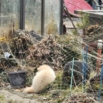 うずくまった白い希少動物　瀕死で暖かい日だまりの中…野生動物の穏やかな最期